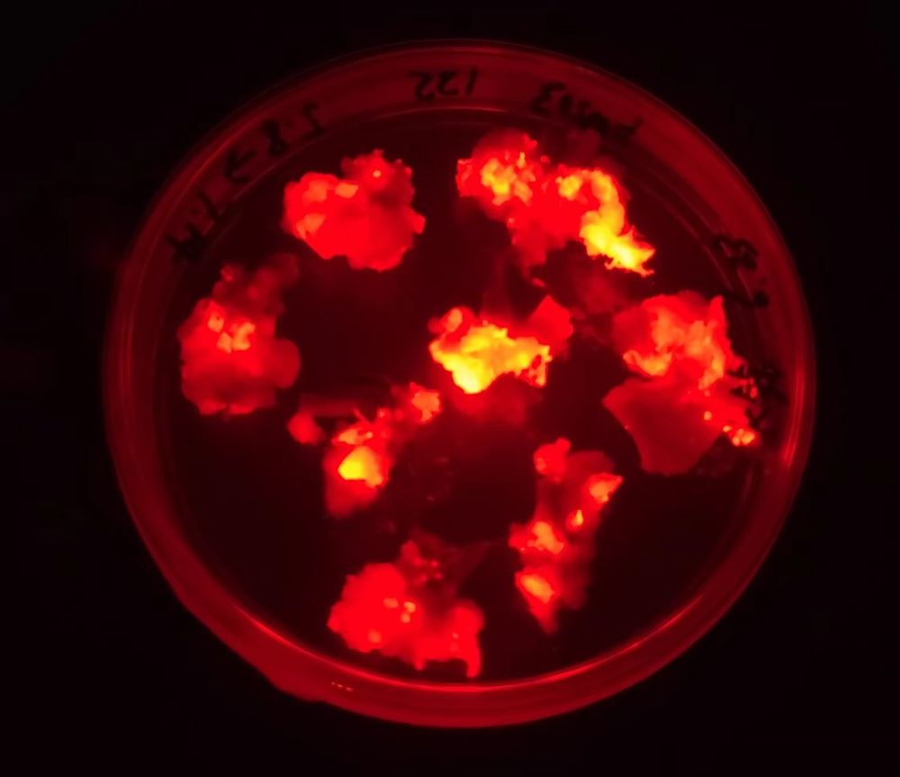 red fluorescent protein RFP on plant callus