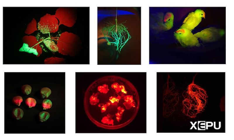 Green Fluorescent Protein GFP and Variants: Characteristics and Applications