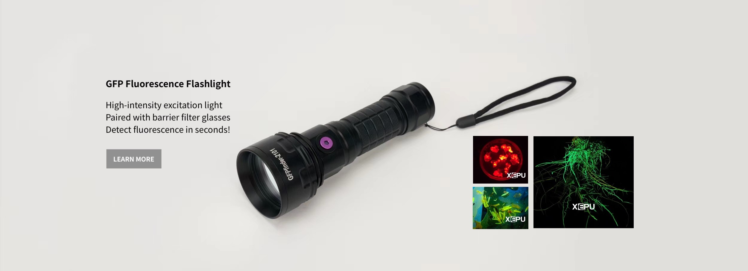 GFP Fluorescence Flashlight