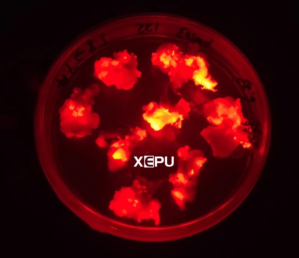 Excitation and Emission of Fluorescent Proteins
