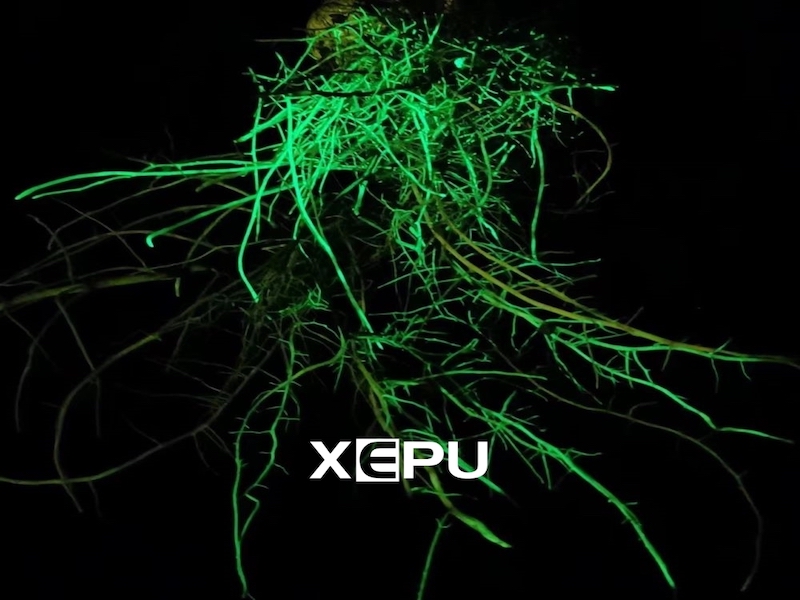 GFP vs YFP Fluorescent Protein