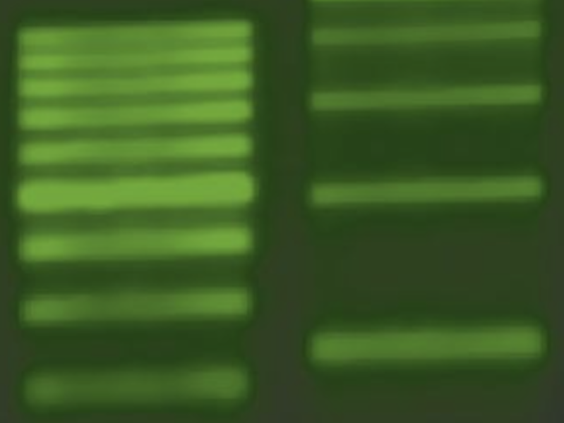 Visualize SYBR Green Stained DNA Using Blue Light Transilluminator XEPU-1126B