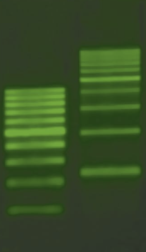 Fluorescence of SYBR Green observed using blue light transilluminator