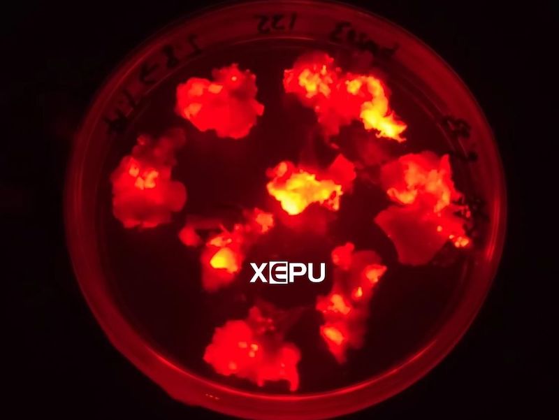 red fluorescent protein RFP on plant callus