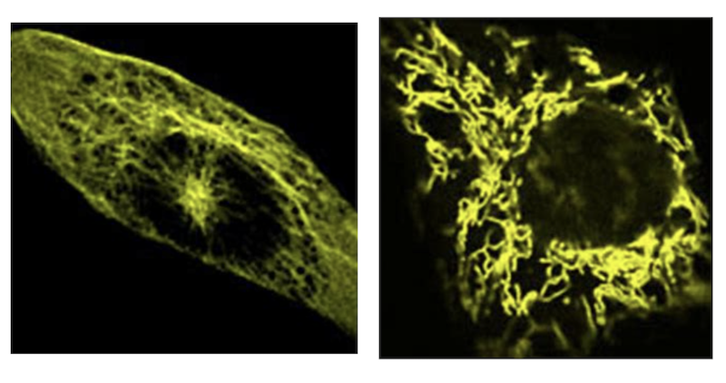 yellow fluorescent protein (YFP)