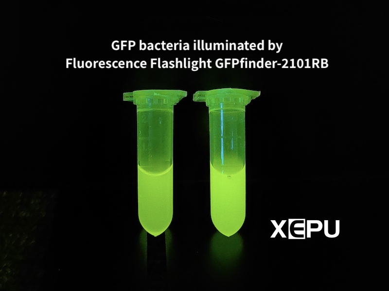 GFP bacteria illuminated by Fluorescence Flashlight GFPfinder-2101RB