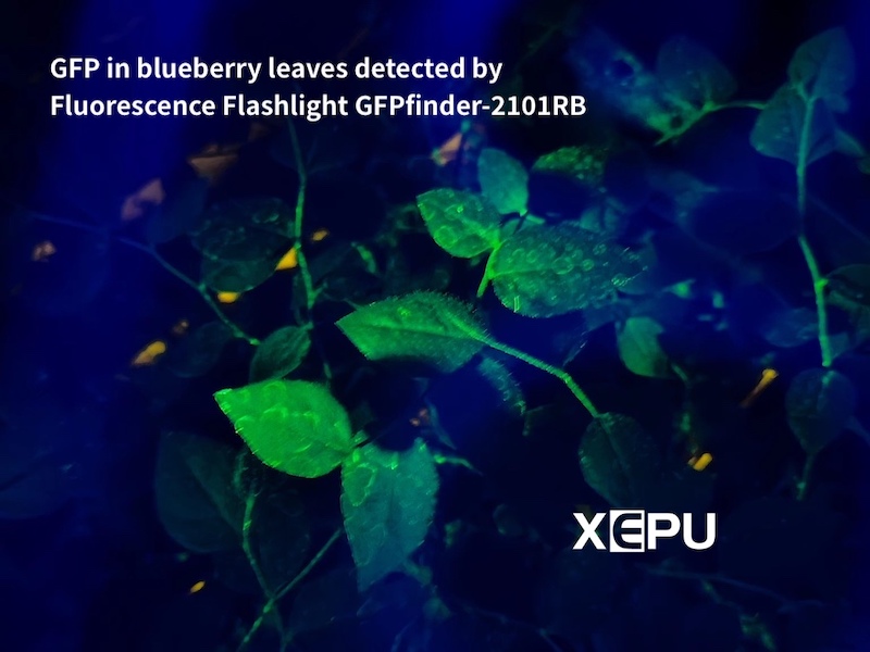 GFP expression in blueberry leaves detected by Fluorescence Flashlight GFPfinder-2101RB
