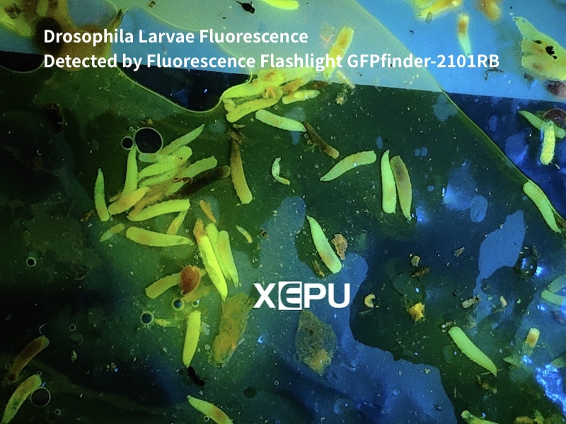 Drosophila Larvae Fluorescence detected by Fluorescence Flashlight GFPfinder-2101RB