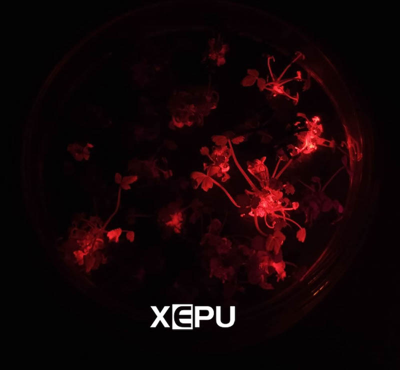 red fluorescent protein RFP on strawberry seedlings
