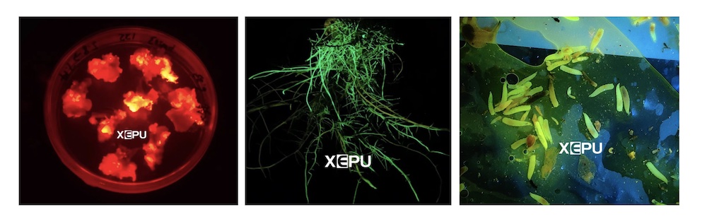 expression of red fluorescent protein (RFP) and green fluorescent protein (GFP)